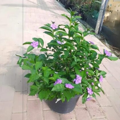 Brunfelsia latifolia-Yesterday Today Tomorrow Plant Bushy