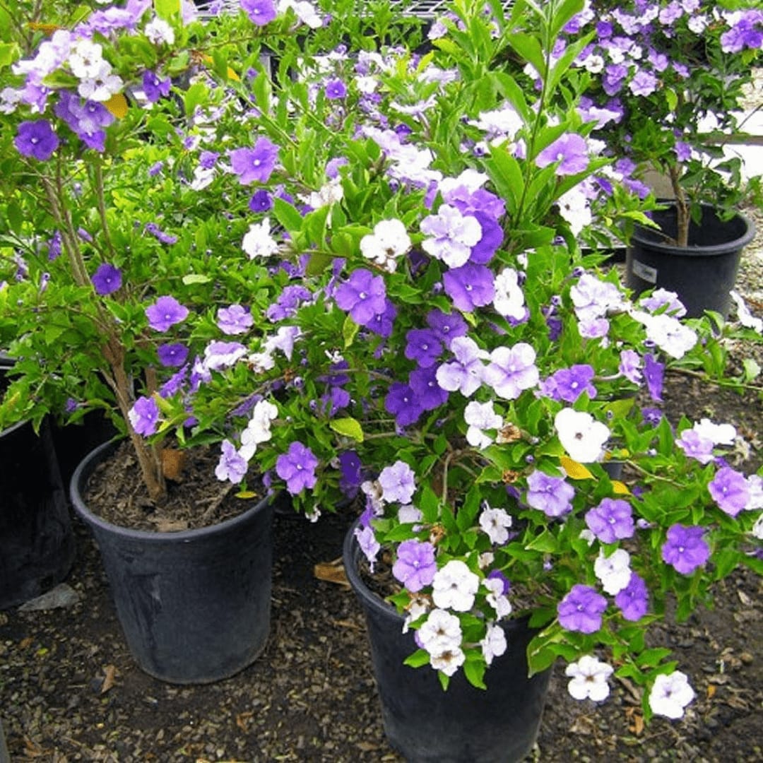 Brunfelsia latifolia-Yesterday Today Tomorrow Plant Bushy - Image 2
