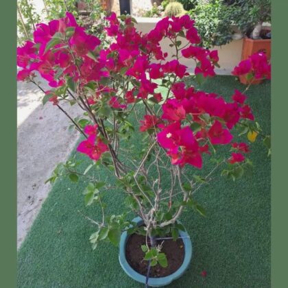 Bougainvillea pink Big size