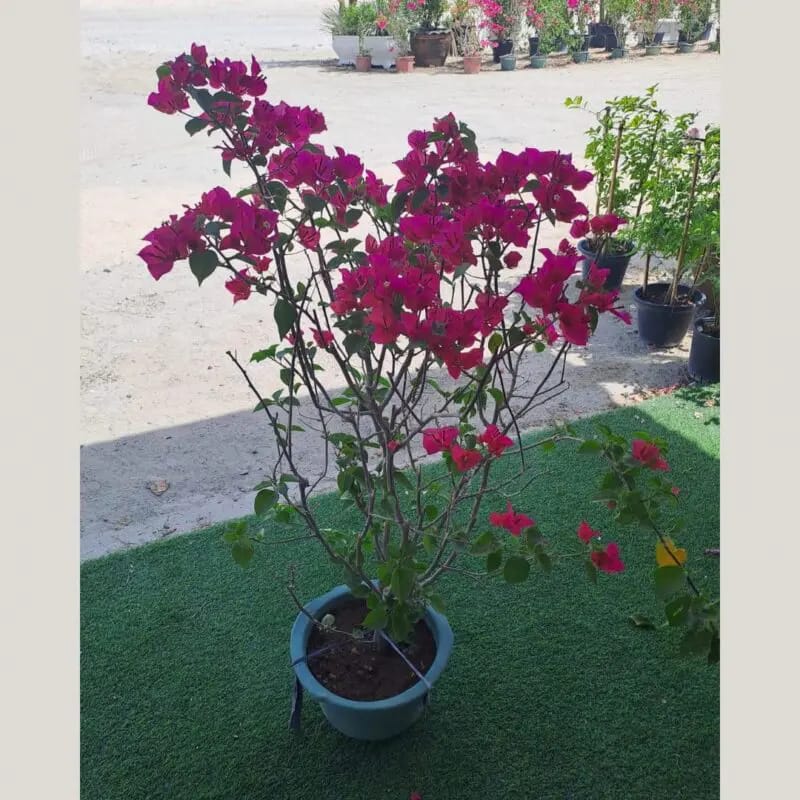 Bougainvillea pink Big size - Image 2