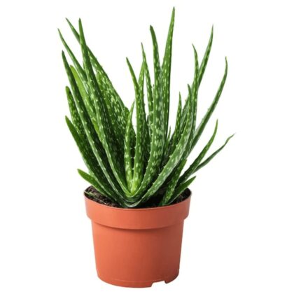 ALOE VERA (bushy)