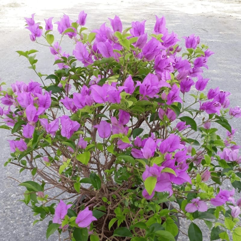 Bougainvillea Glabra( Bushy) Big size - Image 3