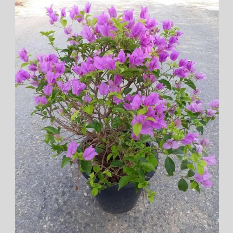 Bougainvillea Glabra( Bushy) Big size - Image 2