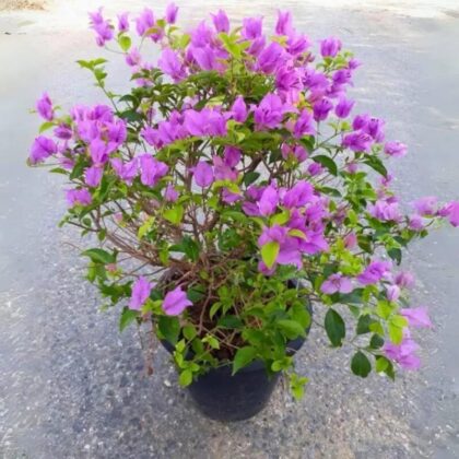 Bougainvillea Glabra( Bushy) Big size