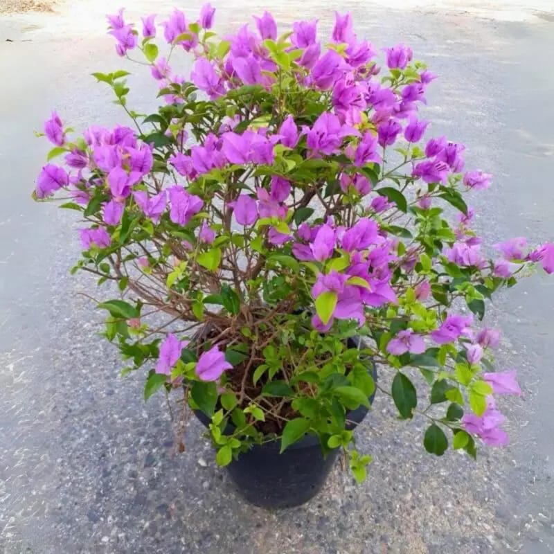 Bougainvillea Glabra( Bushy) Big size