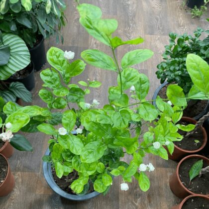 Jasmine Jasminum Sambac Big size