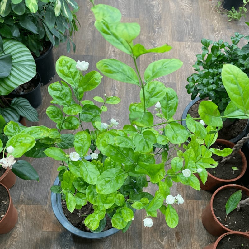 Jasmine Jasminum Sambac Big size