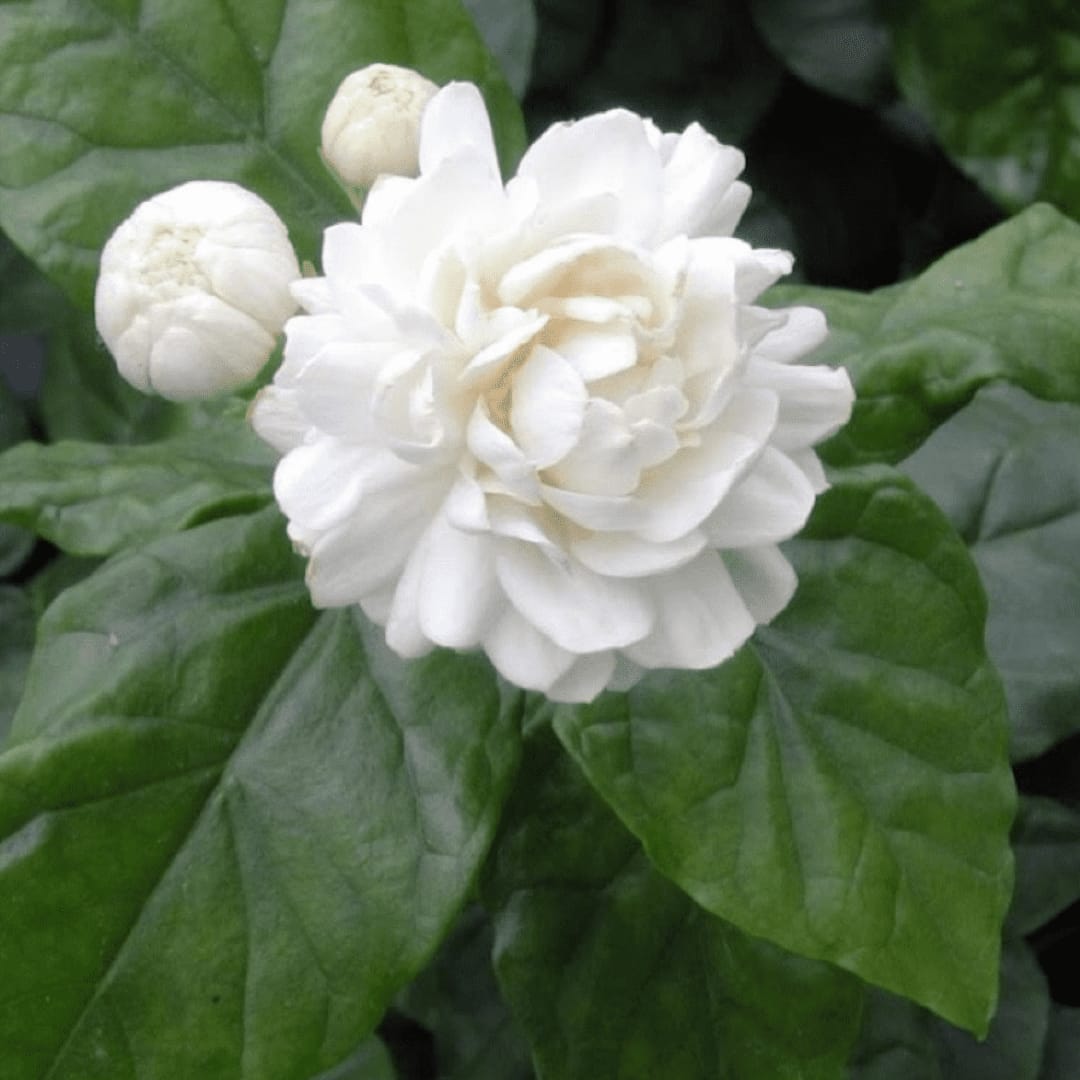 Jasmine Jasminum Sambac Big size - Image 2