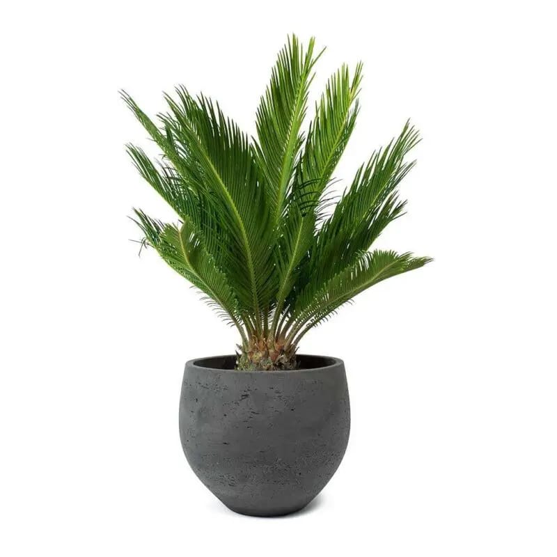 Cycas Palm-Sago Palm - Image 2