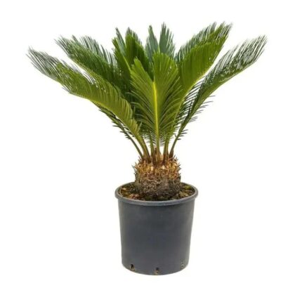 Cycas Palm-Sago Palm