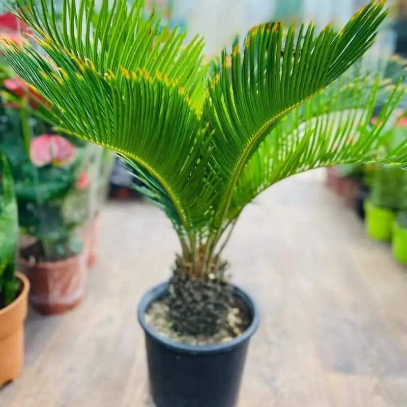 Cycas Palm-Sago Palm - Image 4