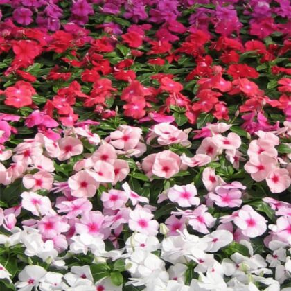 VINCA ROSEA MIX COLOURS1 BOX [ 25 PCS]