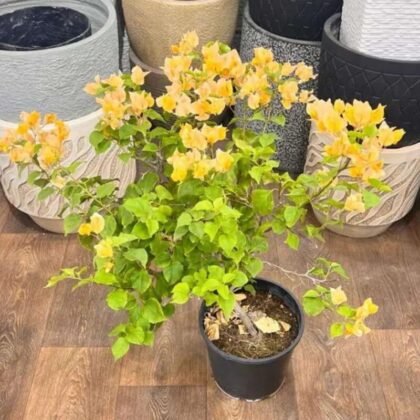 Bougainvillea (Yellow) – Plant Big size