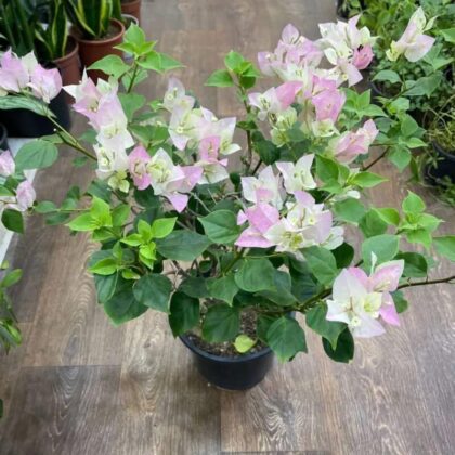 Bougainvillea Pink And White Big size