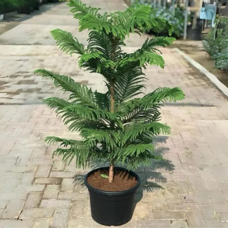 Araucaria Plant-Christmas Tree -Norfolk Island Pine 120cm - Image 2