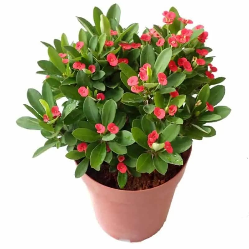 Euphorbia Succulent Plant (1 plant) - Image 3