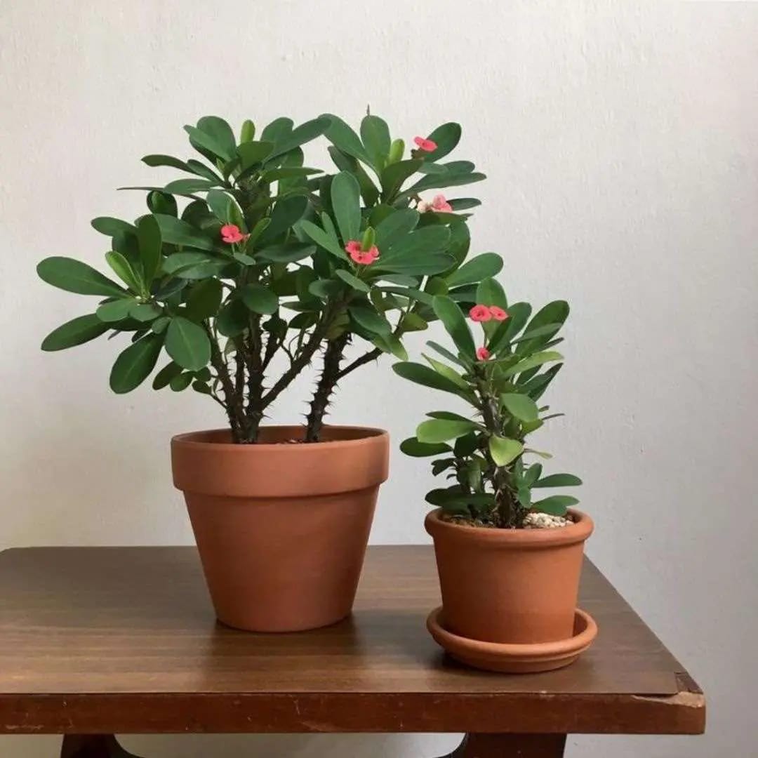 Euphorbia Succulent Plant (1 plant) - Image 2