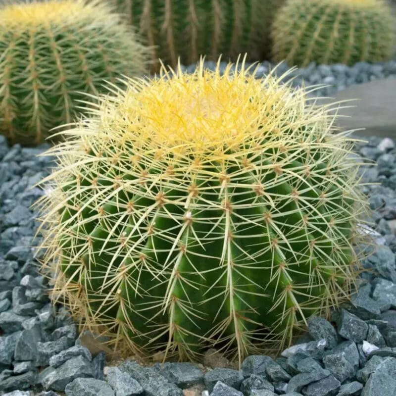 Golden Barrel Cactus – Echinocactus grusonii – medium size