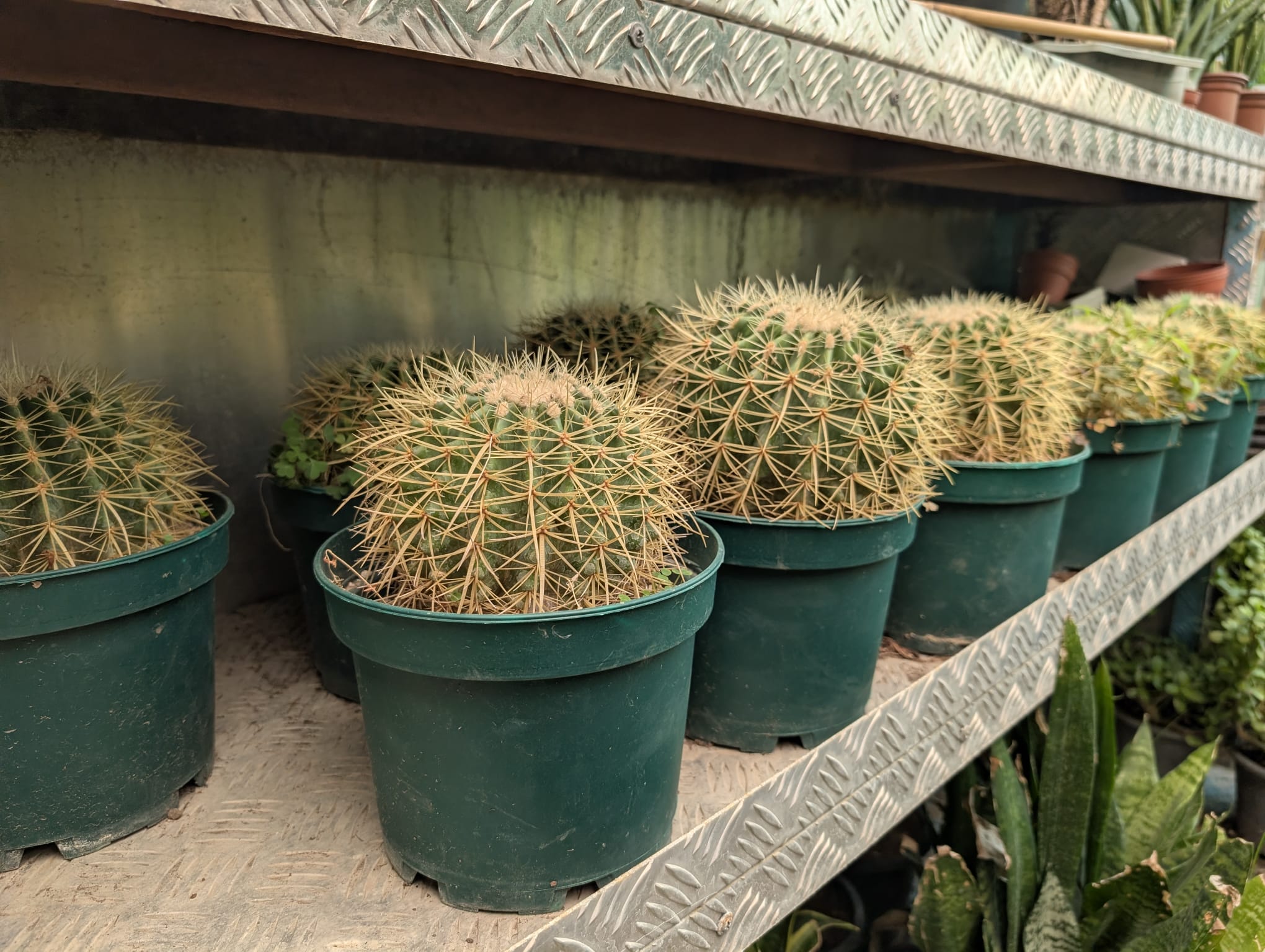 Golden Barrel Cactus – Echinocactus grusonii – medium size - Image 2