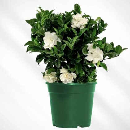 Gardenia Jasminoides