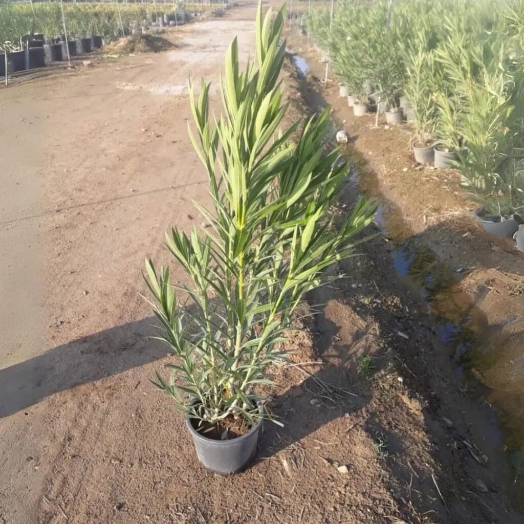 Nerium Oleander Big size - Image 3