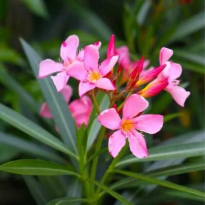 Nerium Oleander Big size