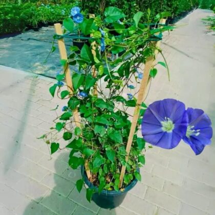 Jacquemontia Plant – Sky Blue Cluster Vine-Creeper