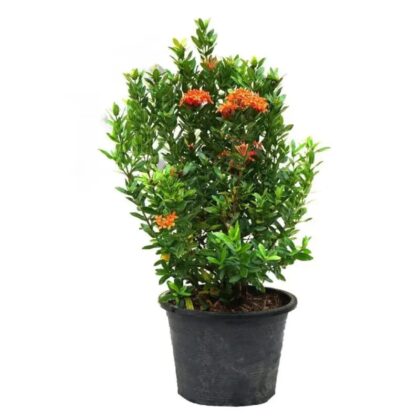 Orange Ixora (Rate & orange)