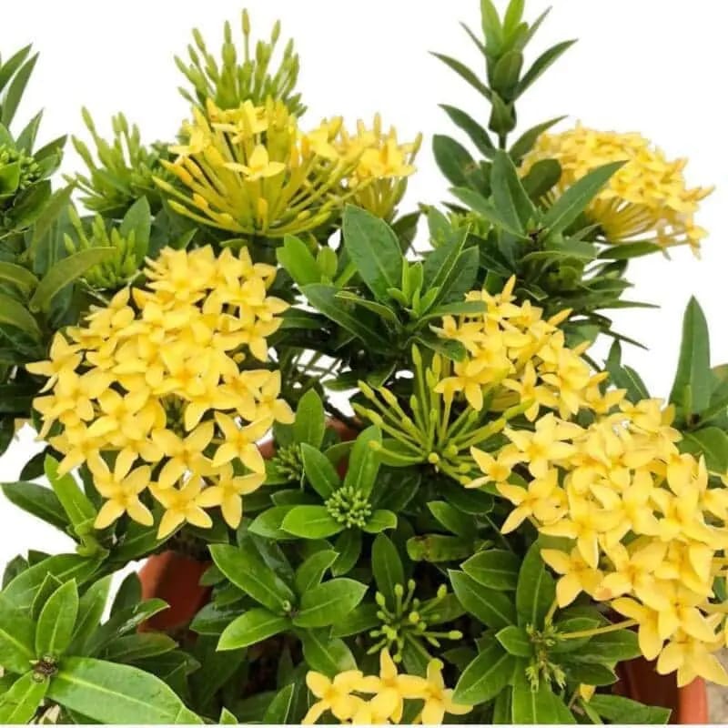 Ixora chinensis Yellow Big size - Image 2