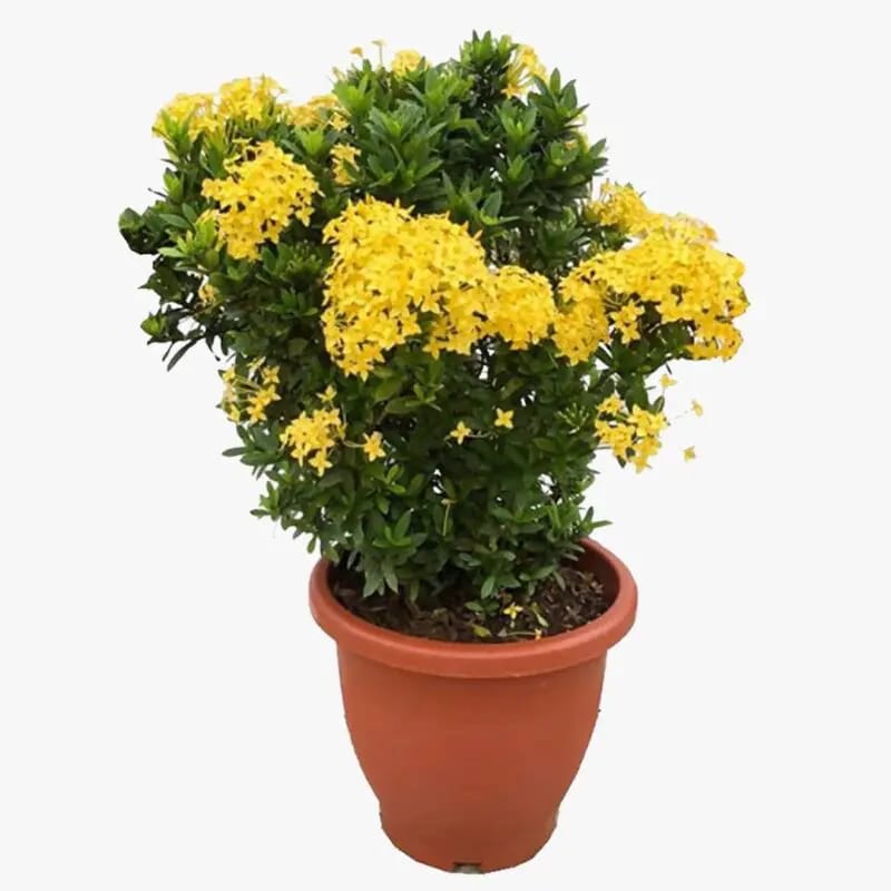 Ixora chinensis Yellow Big size