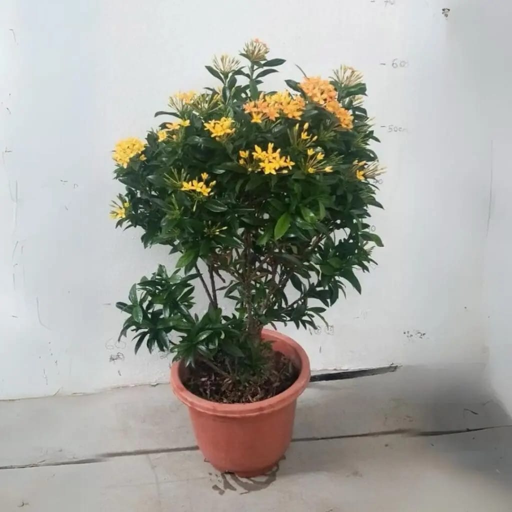 Ixora chinensis Yellow Big size - Image 3