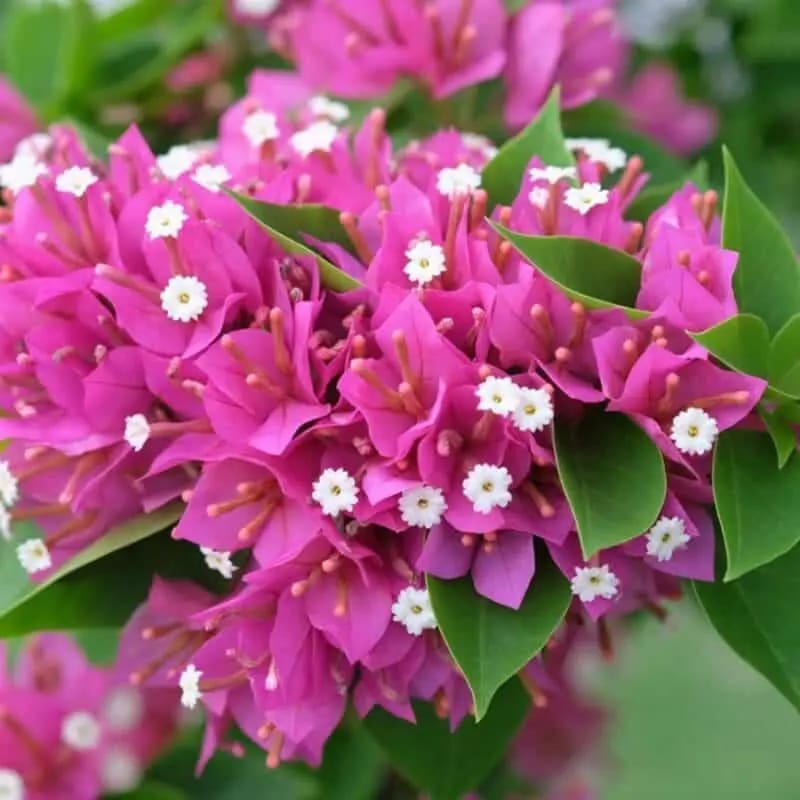 Bougainvillea Pink Pixie - Image 4