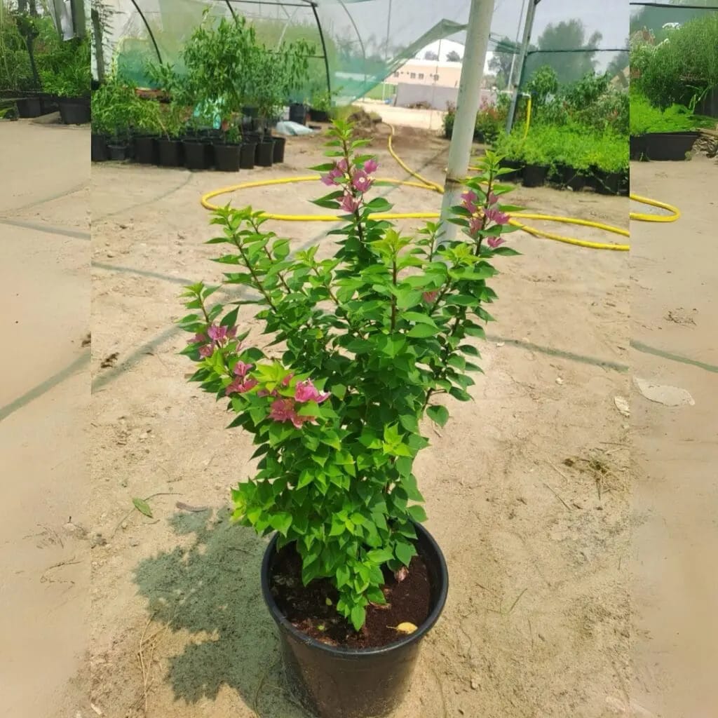 Bougainvillea Pink Pixie - Image 3