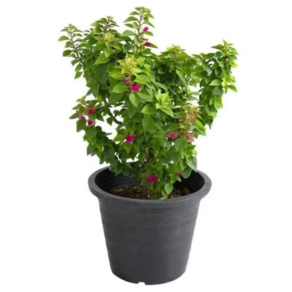 Bougainvillea Pink Pixie
