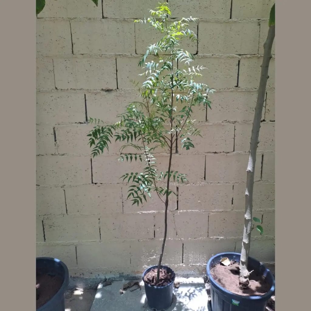 Neem plant Neem TreeAzadirachta indica 120-170cm - Image 3