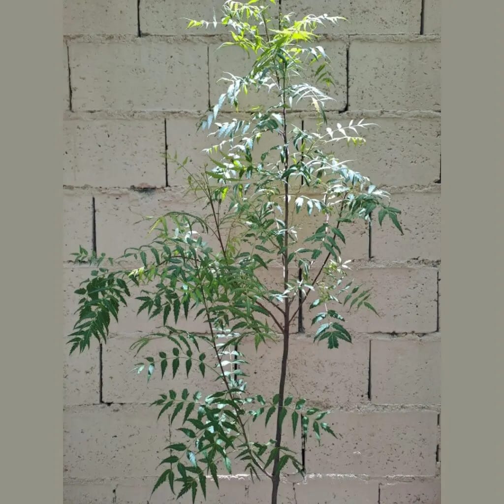 Neem plant Neem TreeAzadirachta indica 120-170cm - Image 2