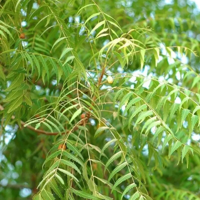 Neem plant Neem TreeAzadirachta indica 120-170cm
