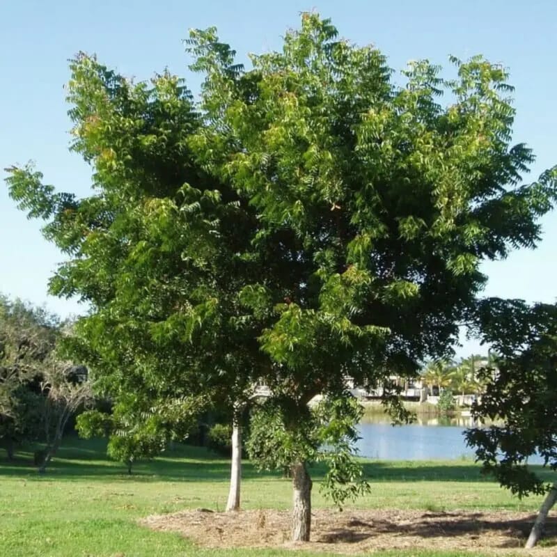 Neem TreeAzadirachta indica - Image 4