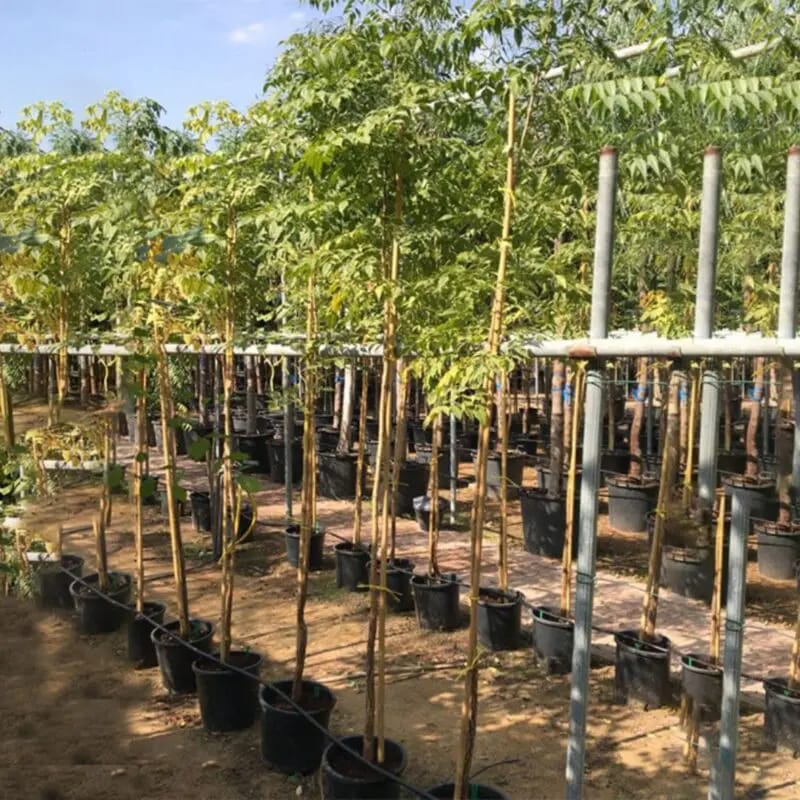 Neem TreeAzadirachta indica - Image 2