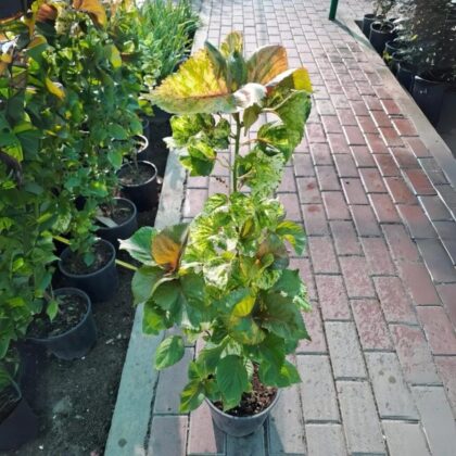 Acalypha wilkesiana