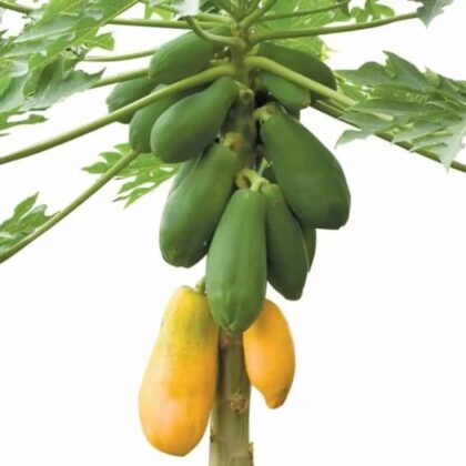 Carica Papaya Tree