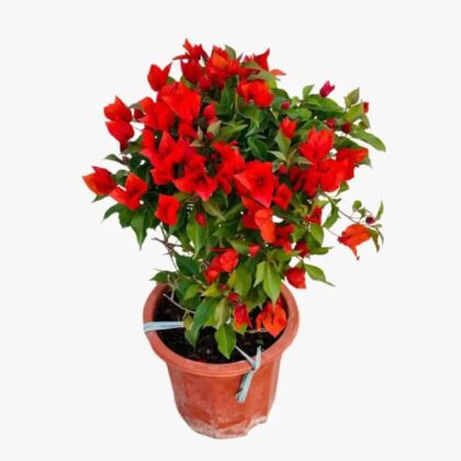 Bougainvillea