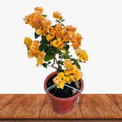 Bougainvillea Gold
