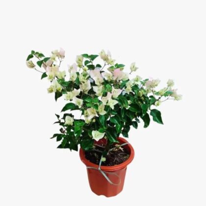 Bougainvillea white & pink