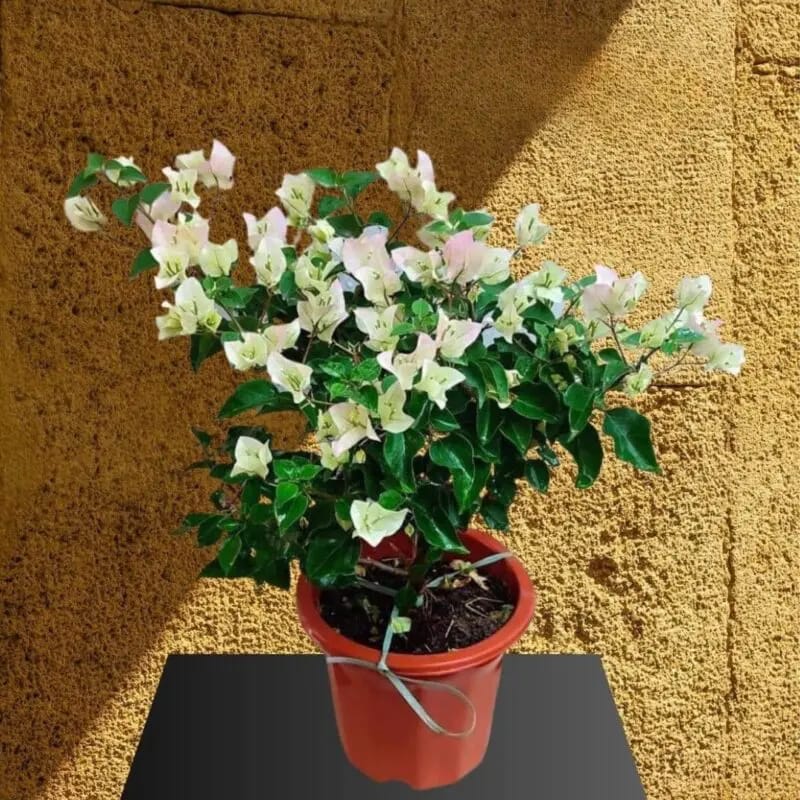 Bougainvillea white & pink - Image 3