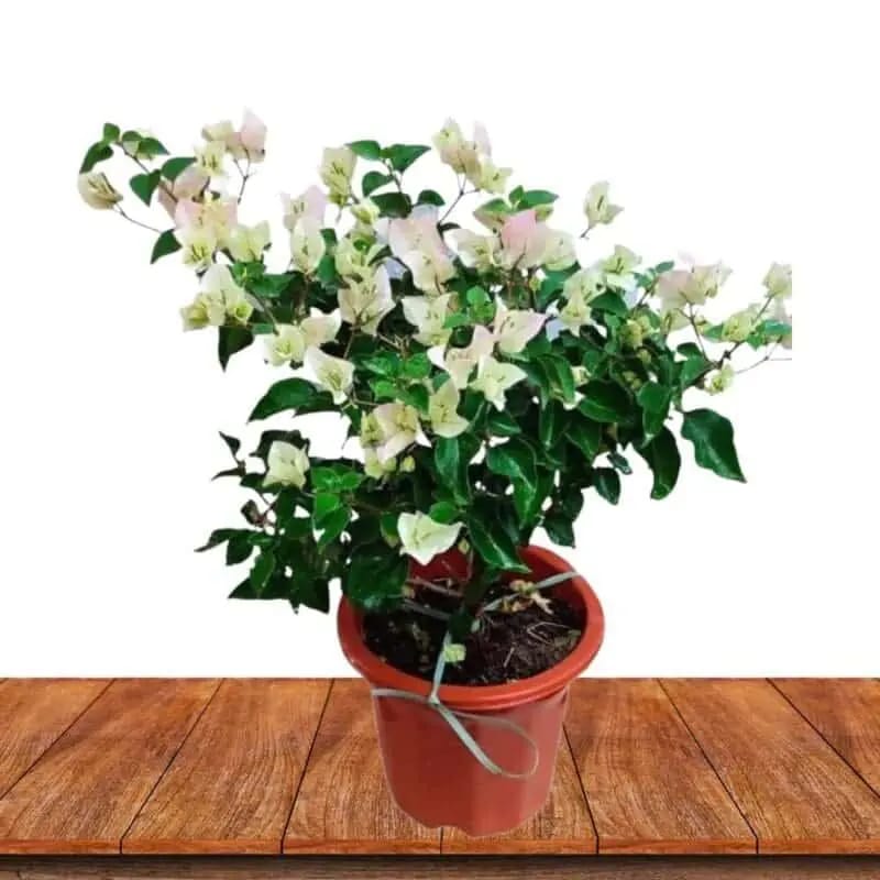 Bougainvillea white & pink - Image 2