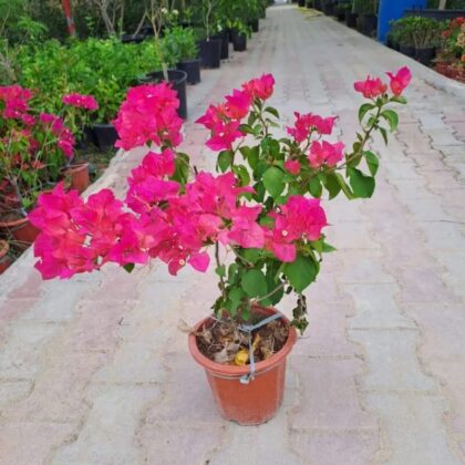 Bougainvillea pink 