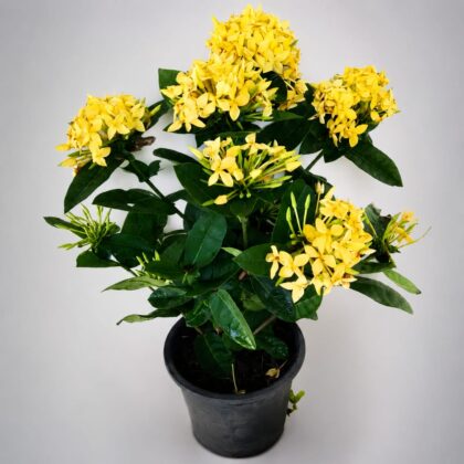 Ixora yellow mini leaf