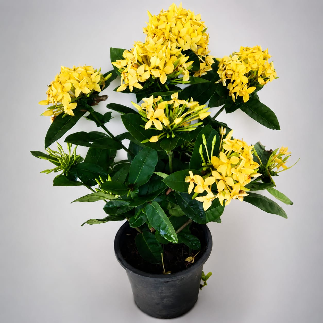 Ixora yellow mini leaf