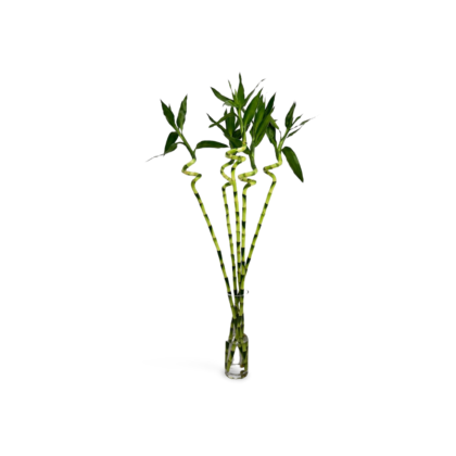 lucky bamboo 1pcs